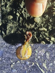 Macrochlamys hippocastaneum