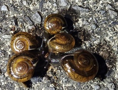 Macrochlamys hippocastaneum