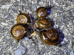 Macrochlamys hippocastaneum