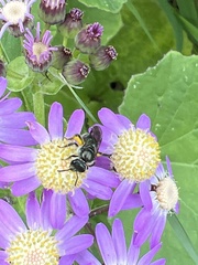 Lasioglossum viride