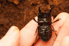 Lissapterus pelorides