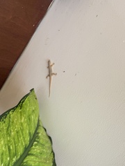 Hemidactylus platyurus