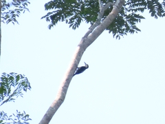 Melanerpes pulcher