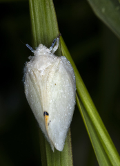 Flatidae