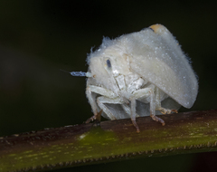 Flatidae