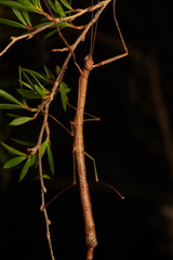 Candovia strumosa