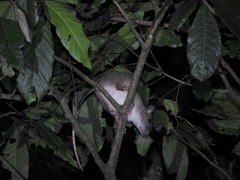 Uromys caudimaculatus