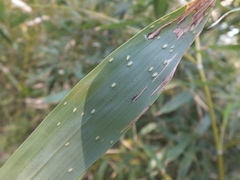 Takecallis arundinariae