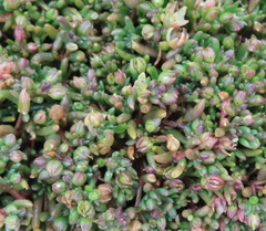 Crassula moschata
