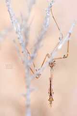 Empusa fasciata