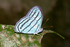 Cepheuptychia cephus