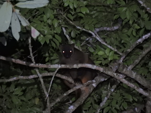 カオグロキノボリカンガルー