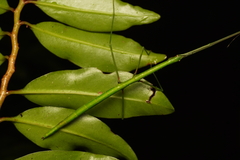 Candovia annulata