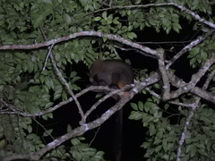 Dendrolagus lumholtzi