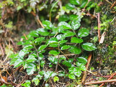 Pellionia radicans
