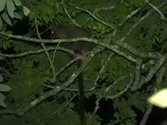 Dendrolagus lumholtzi