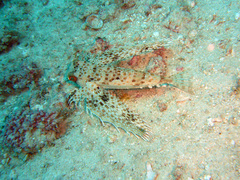 Dactyloptena orientalis