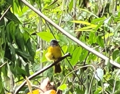 Eucometis penicillata