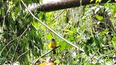 Eucometis penicillata