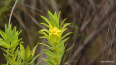 Gnidia styphelioides