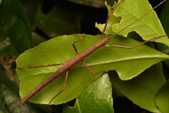 Candovia granulosa