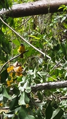 Eucometis penicillata