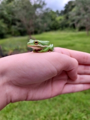 Hyla cinerea