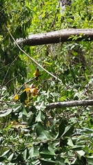 Eucometis penicillata