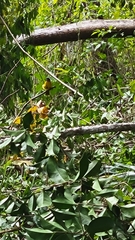 Eucometis penicillata