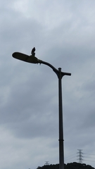 Acridotheres javanicus