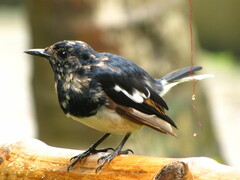 Copsychus saularis
