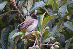 Pycnonotus barbatus tricolor