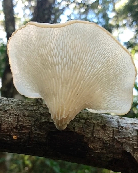 Favolus brasiliensis · March 2022 · photo: © lelacappelli (iNaturalist, cc0)
