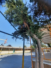 Cryptocarya alba