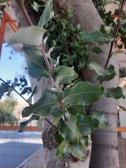 Cryptocarya alba