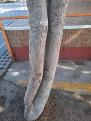 Cryptocarya alba