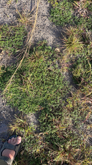 Pimelea villosa