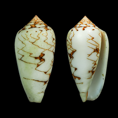 Conus archiepiscopus
