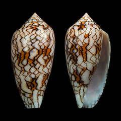 Conus archiepiscopus