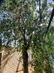 Quillaja saponaria