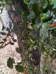 Quillaja saponaria
