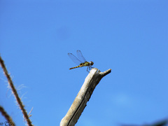 Urothemis signata