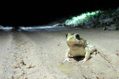 Fejervarya orissaensis