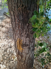 Quillaja saponaria