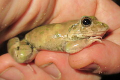 Fejervarya orissaensis