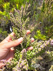 Erica hispidula