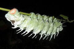 Attacus atlas