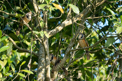 Pterorhinus pectoralis