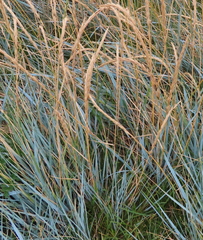 Leymus arenarius