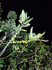 Ficus cumingii terminalifolia
